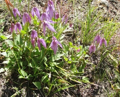 Clematis occidentalis dissecta