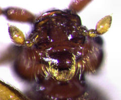 Sagola bipunctata