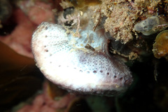 Sycozoa cerebriformis