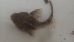 Taurulus bubalis