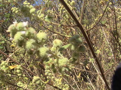 Hyptis oblongifolia