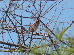 Euscarthmus meloryphus