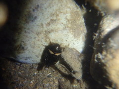 Platambus pictipennis