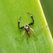 Aussie Bronze Jumping Spider - Photo (c) Paul George, some rights reserved (CC BY-NC-SA), uploaded by Paul George