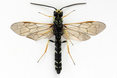 Phylloecus linearis