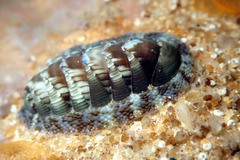 Rhyssoplax torriana