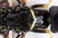 Phylloecus linearis