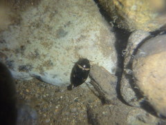 Platambus pictipennis