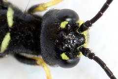 Phylloecus linearis