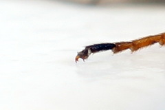 Phylloecus linearis