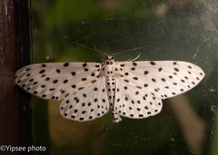Antipercnia belluaria