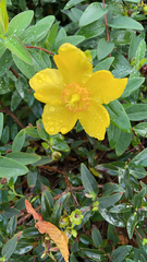 Hypericum × hidcoteense