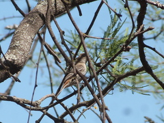 Knipolegus striaticeps