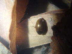 Agabus japonicus