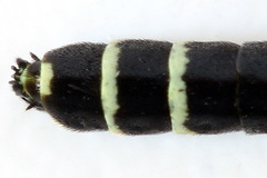 Phylloecus linearis