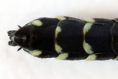 Phylloecus linearis