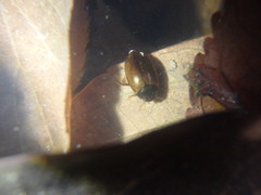 Agabus japonicus