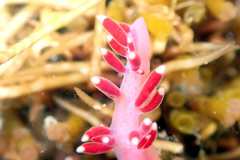Coryphellina poenicia image