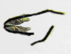 Phylloecus linearis