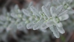 Teucrium capitatum capitatum