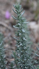 Teucrium capitatum capitatum