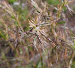 Cymbopogon marginatus