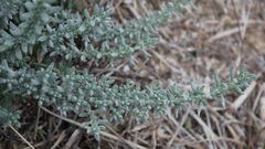 Teucrium capitatum capitatum