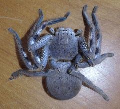 Isopedella saundersi