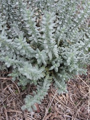 Teucrium capitatum capitatum