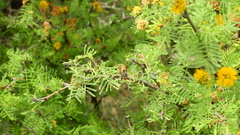 Polistes billardieri