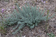 Teucrium capitatum capitatum