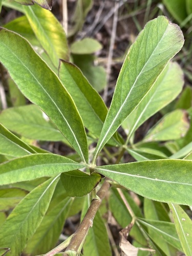 Heteromorpha involucrata image