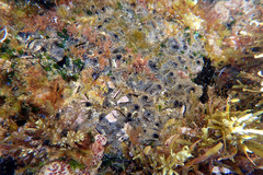 Vulsella
