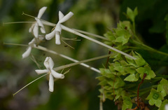 Clerodendrum longiflorum glabrum