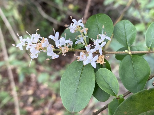 Ligustrum sinense image