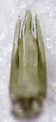 Sagola bipunctata