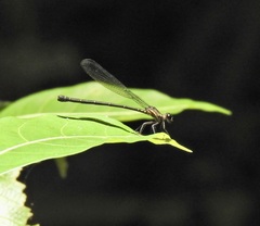 Lestoidea