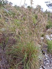 Cymbopogon marginatus