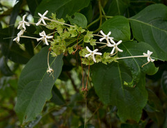 Clerodendrum longiflorum glabrum