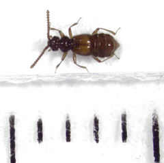 Sagola bipunctata