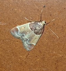 Pyralis farinalis