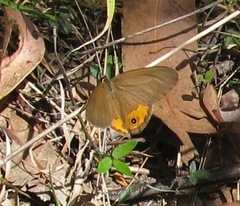 Hypocysta pseudirius