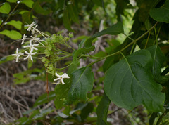 Clerodendrum longiflorum glabrum