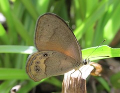 Hypocysta pseudirius