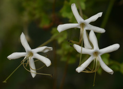 Clerodendrum longiflorum glabrum
