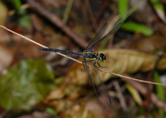 Agrionoptera longitudinalis biserialis