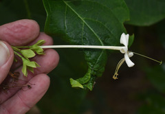 Clerodendrum longiflorum glabrum