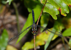 Agrionoptera longitudinalis biserialis