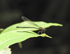 Lestoidea