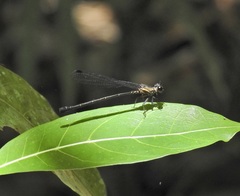 Lestoidea